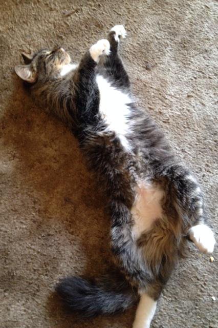 RT @starenova: Chara isn't too…