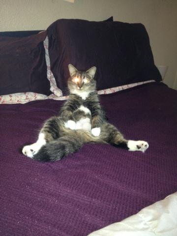 Beware the LazerCat! http://t.co/CJOu2FK1CC