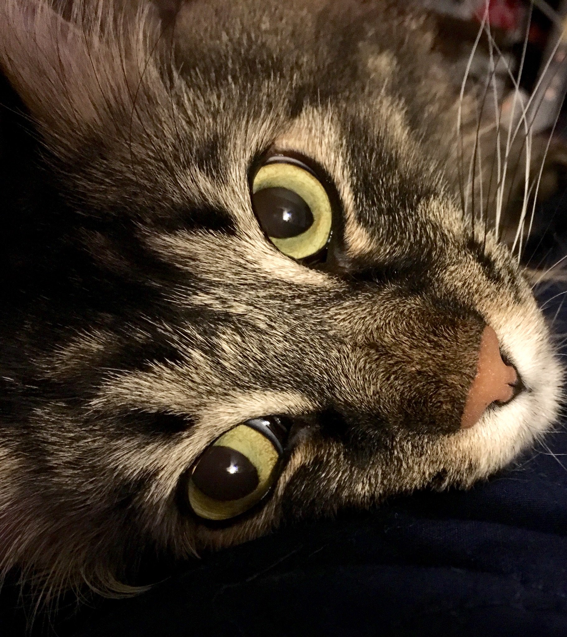 RT @starenova: #InternationalCatDay https://t.co/rku24PSiBI