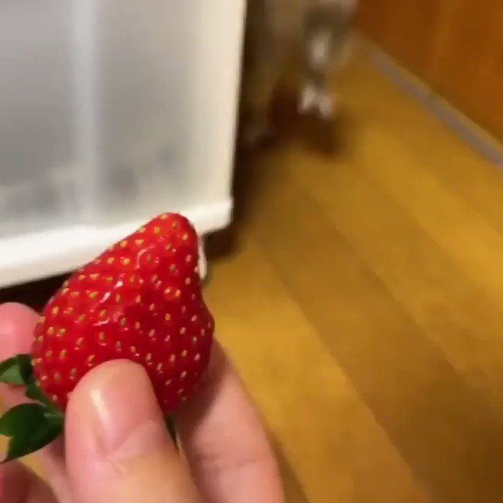 RT @backt0nature: Dwarf Lemur sees…